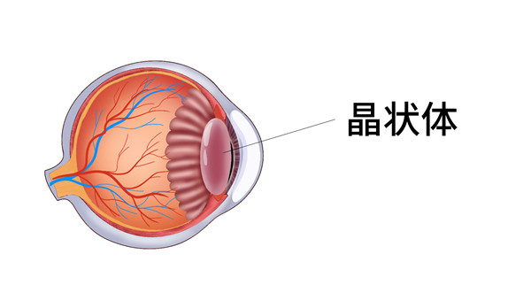1603790353263709.jpg 摄图网_401790043_眼球结构人体解剖医疗插画(企业商用)_副本.jpg