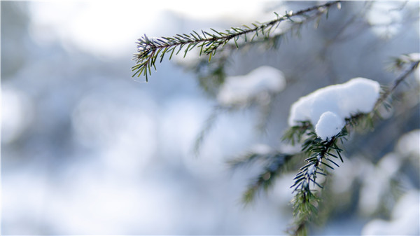摄图网_501802663_冬天树枝积雪霜降（企业商用）_副本.jpg